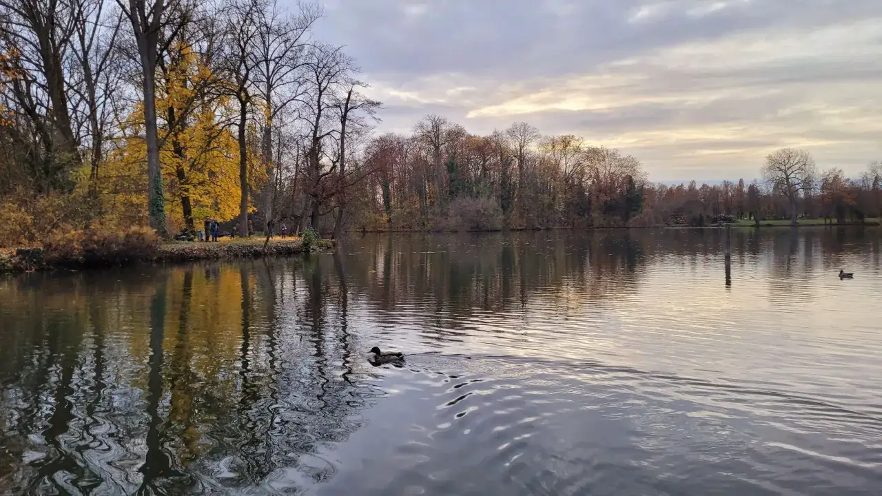 Herbstliche Szene am See in Ludwigsburg. Goldene Bäume spiegeln sich im Wasser, ein Entenpaar zieht seine Bahnen. Ein Ort, der zum Träumen einlädt.