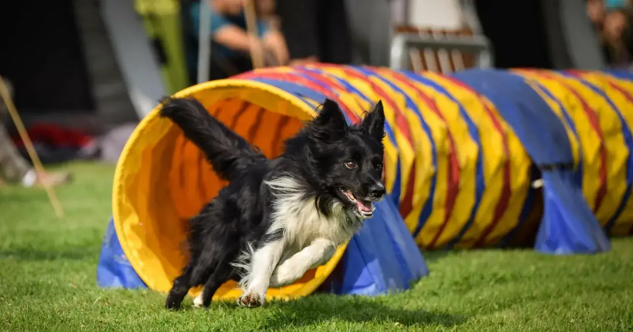 Zwinny border collie wyskakuje z kolorowego tunelu podczas zawodów agility.