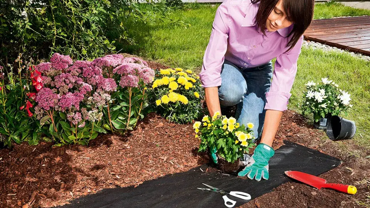 Frau verlegt Unkrautvlies im Garten, um ihre Blumenbeete zu schützen. Sie pflanzt gelbe Chrysanthemen.