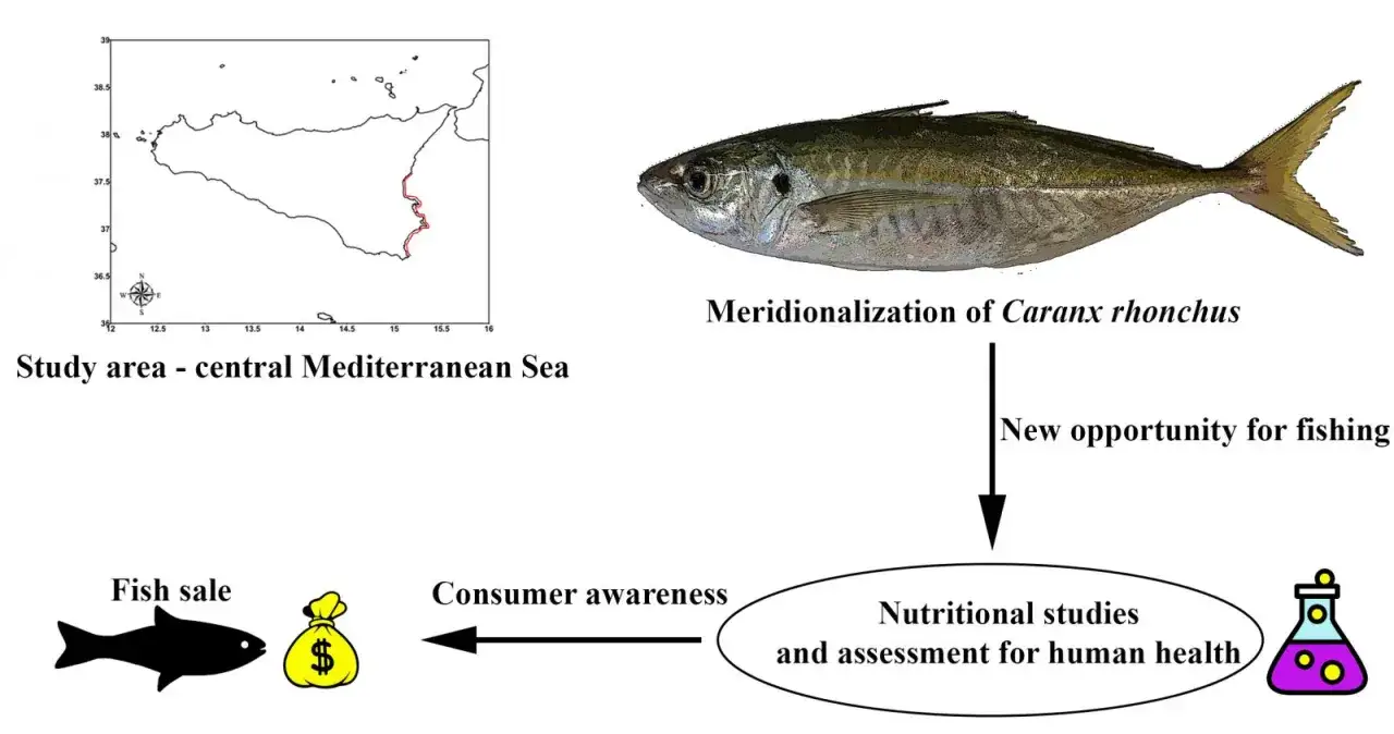 Cosa si pesca in Sicilia: il Caranx rhonchus, una nuova opportunit&agrave; di pesca, studi nutrizionali e valutazione per la salute umana, con vendita di pesce e consapevolezza del consumatore.