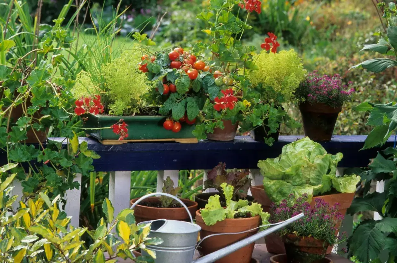 Wiosna w pełni! Na balkonie kwitną pelargonie, dojrzewają pomidorki, a sałata czeka na zbiory. Idealny czas, by pomyśleć, co sadzić w kwietniu.