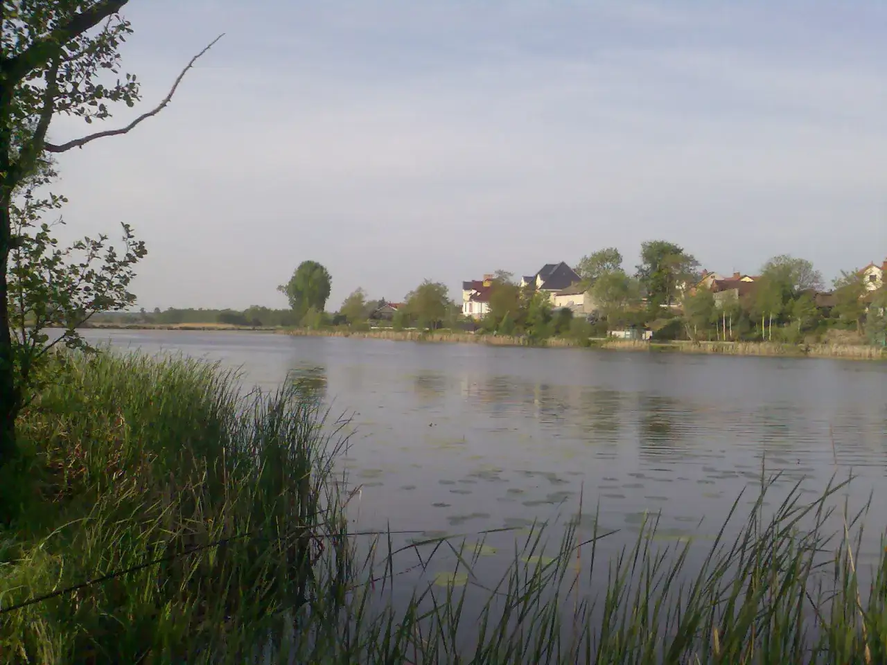 Spokojne jezioro wilanowskie z domami na drugim brzegu i trawami na pierwszym planie.