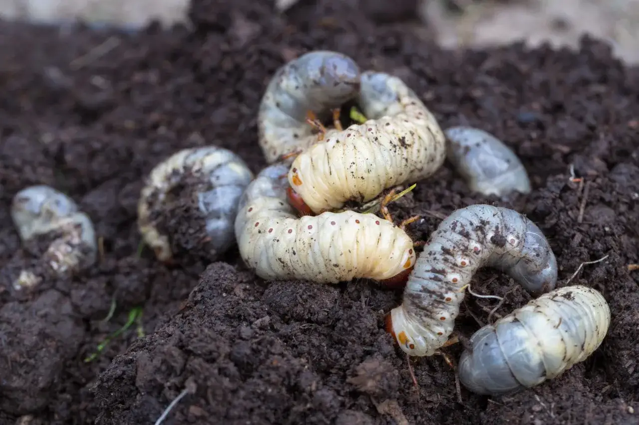 Gros vers blancs, larves de hanneton, se tortillent dans la terre sombre, potentiellement dans les pots de fleurs.