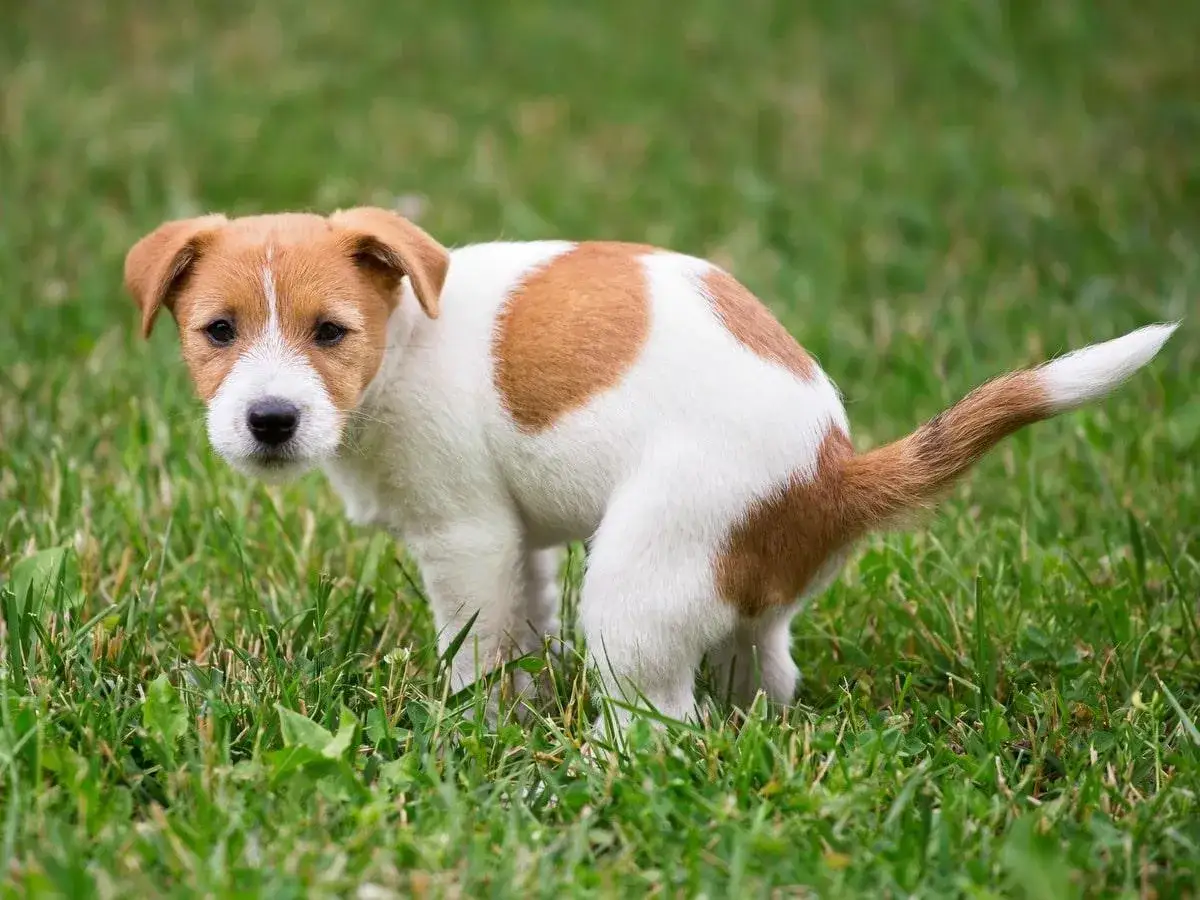 Kleiner Hund im Gras, der gerade stubenrein wird. Geduld ist der Schl&uuml;ssel, um den Hund stubenrein zu bekommen.