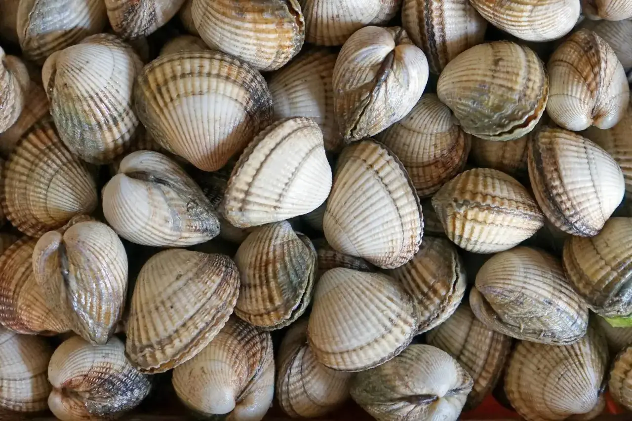 Gros plan sur une multitude de coques coquillages aux rayures brunes et blanches, prêts à être cuisinés.