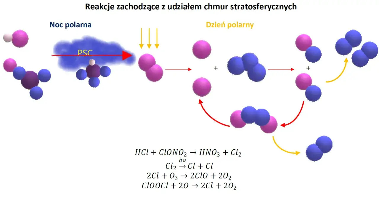 Schemat reakcji niszczących ozon w stratosferze. Chmury PSC podczas nocy polarnej inicjują reakcje, które w dzień polarny prowadzą do powstania wolnych rodników chloru, niszczących ozon.