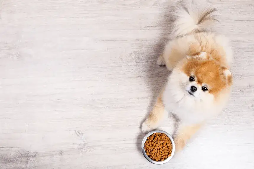 szczeniak pomeranian je karmę