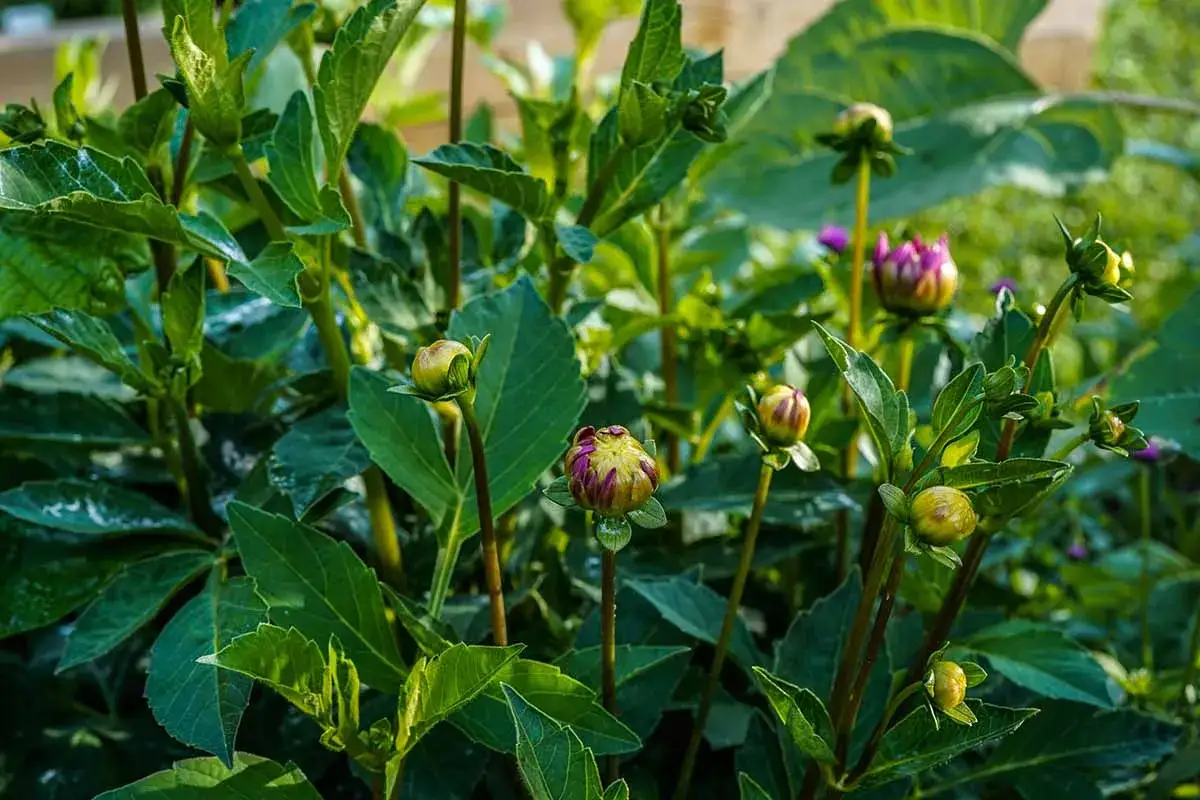 Många dahliaknoppar syns, men ingen dahlia blommar än. Gröna blad och stjälkar dominerar.