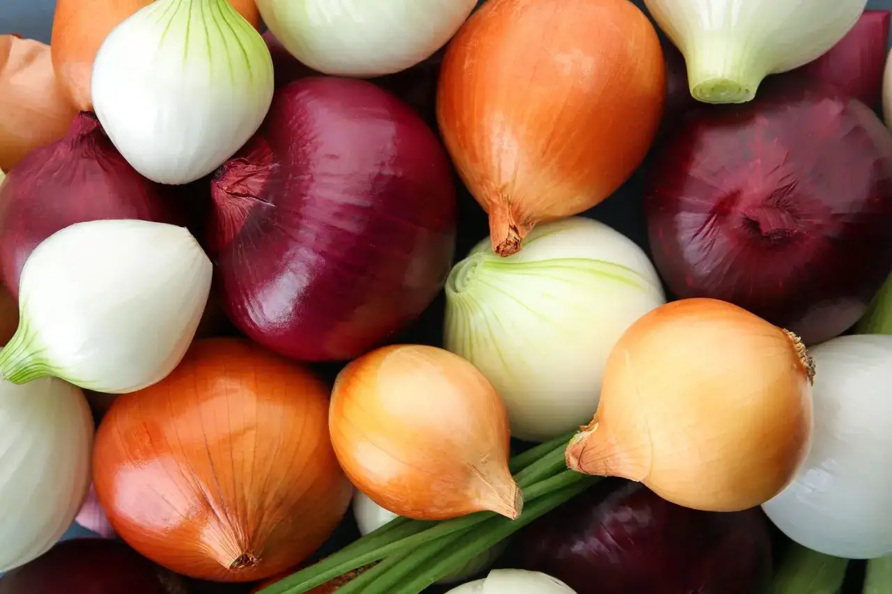 verschiedene zwiebelsorten hauptgericht
