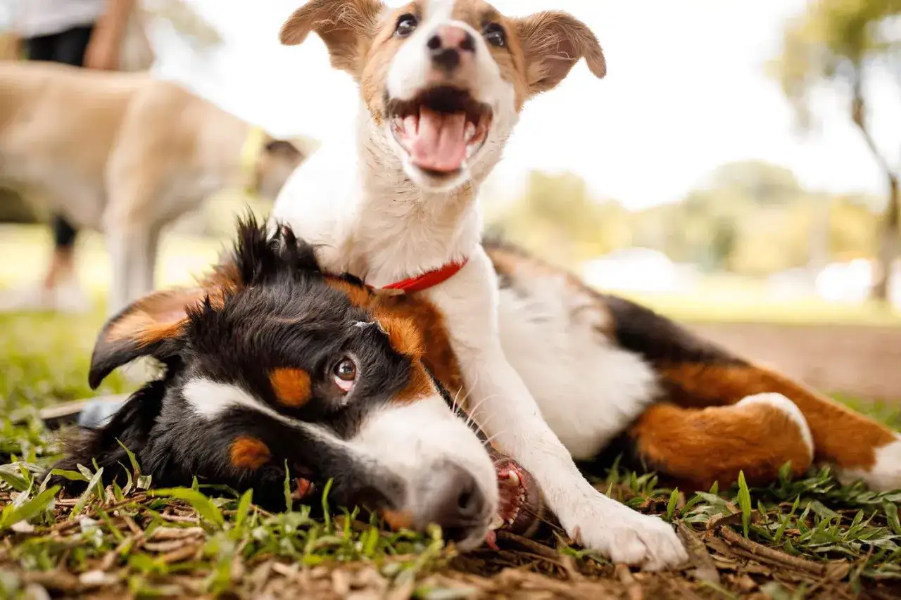 Dos cachorros juegan en el c&eacute;sped, uno encima del otro. Los perros se comunican entre ellos con sus expresiones y posturas.