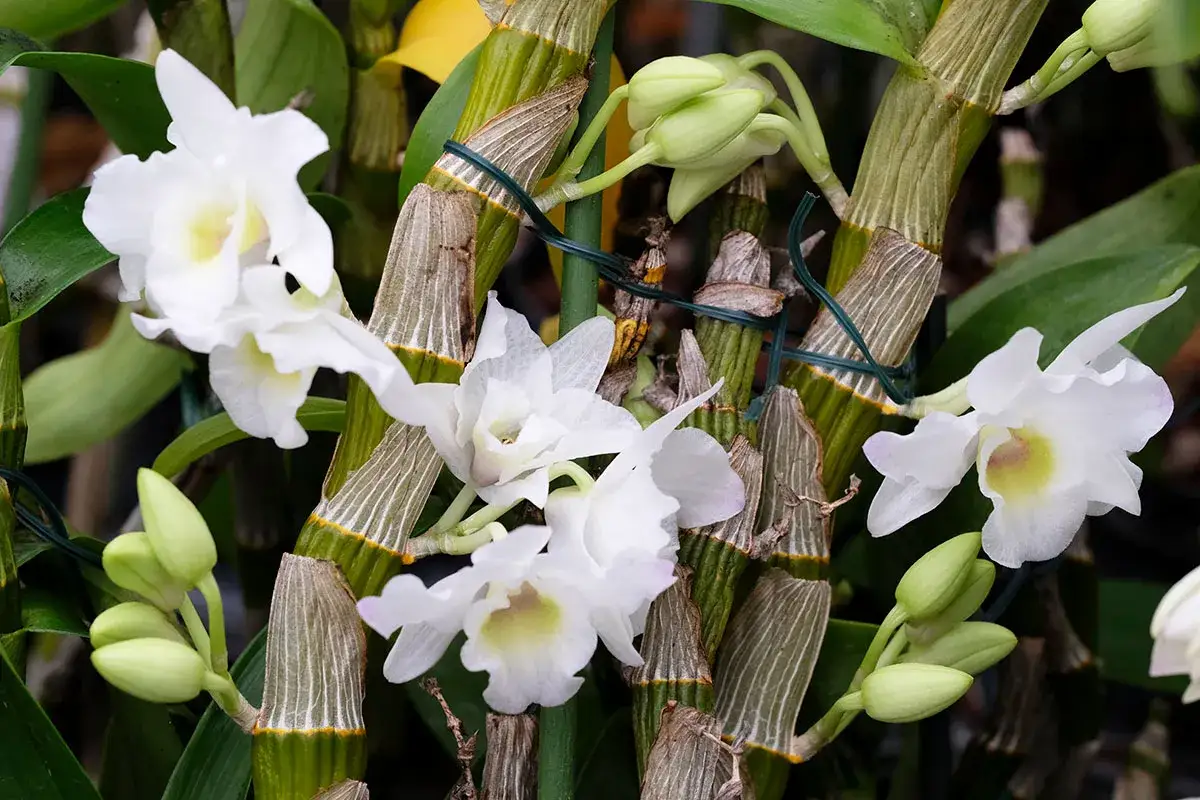 Orchidées bambou en pleine floraison, prêtes pour leur entretien. Les tiges vertes et les boutons floraux promettent une belle floraison.