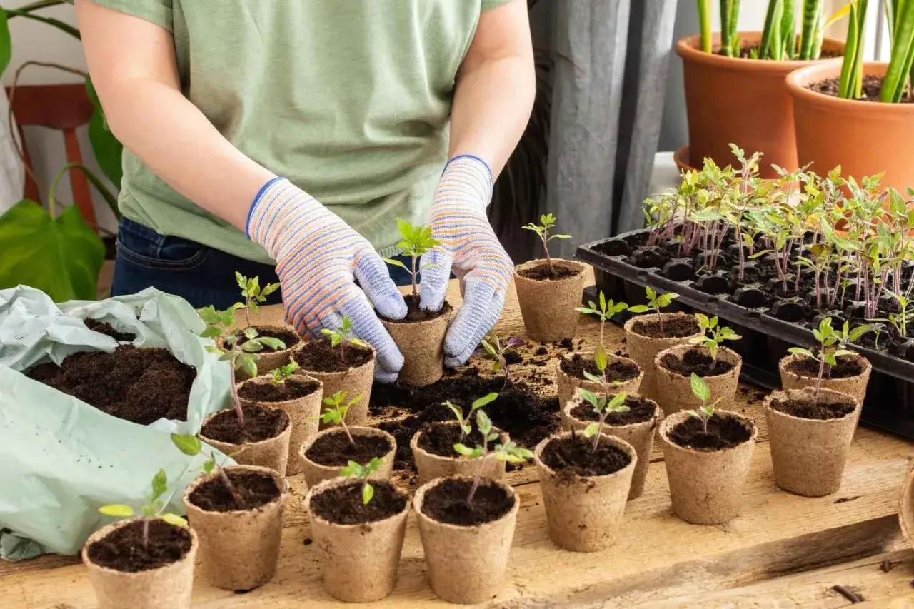 Mains gantées plantant des semis de tomates dans des pots en tourbe. Une jardinière de jeunes plants est visible à l'arrière.