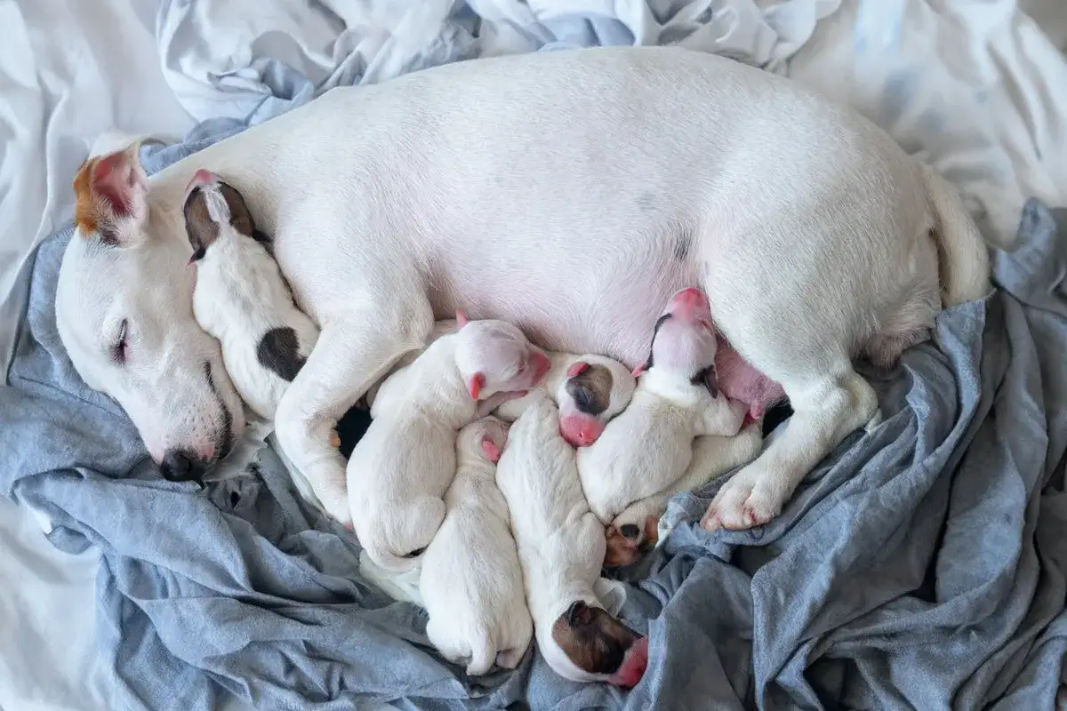 A mother dog sleeps with her litter of six newborn puppies. This image shows how many puppies can a dog have, a heartwarming scene of maternal care.