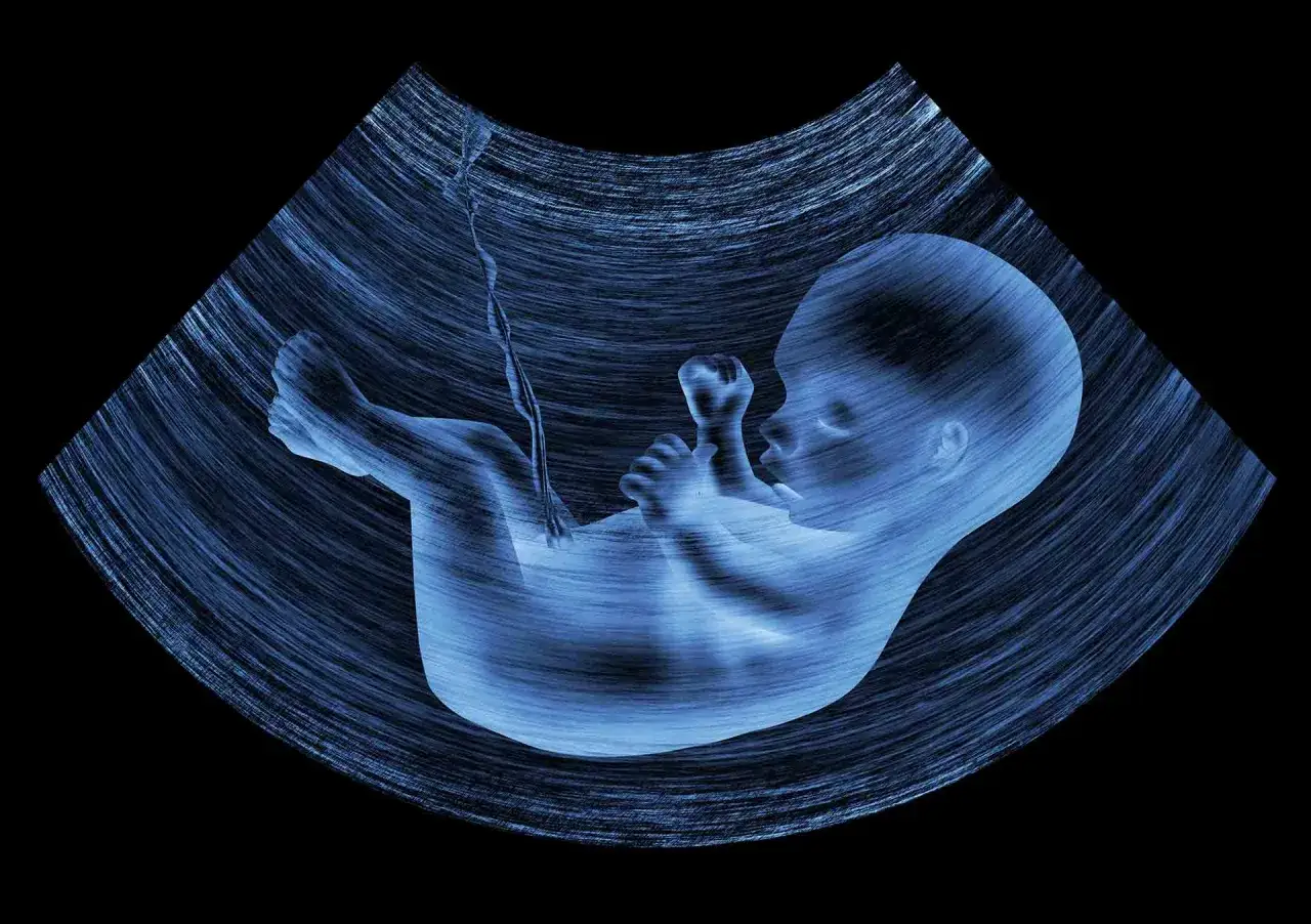 Ecografia di un feto in utero. Dopo la morfologica si può stare tranquilli, il piccolo è sereno.