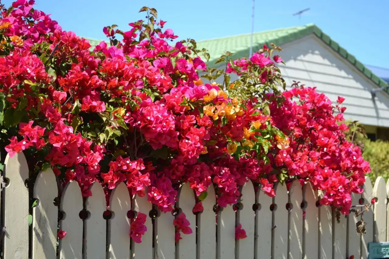 Bugenwilla pnącza kwitnące w odcieniach różu i pomarańczy oplatają białe, drewniane ogrodzenie, tworząc barwną kaskadę kwiatów.