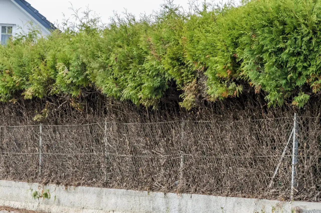 Haie mitoyenne avec une partie supérieure verdoyante et une partie inférieure sèche, délimitée par une clôture. La hauteur de la haie mitoyenne est bien visible.