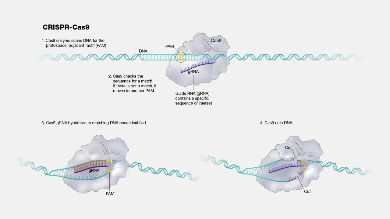 Il sistema CRISPR-Cas9, uno strumento per l'editing genomico, individua e taglia il DNA grazie a un enzima e a una guida RNA.