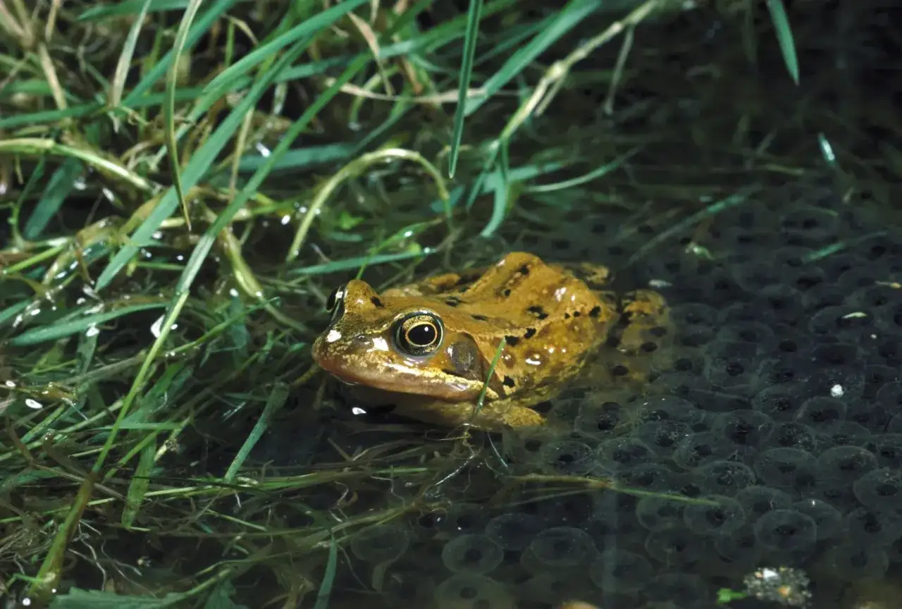 Un crapaud brun et tachet&eacute; est pos&eacute; sur des &oelig;ufs de grenouille dans l'eau, entour&eacute; d'herbes vertes. Un indice pour savoir comment attirer un crapaud dans votre jardin.