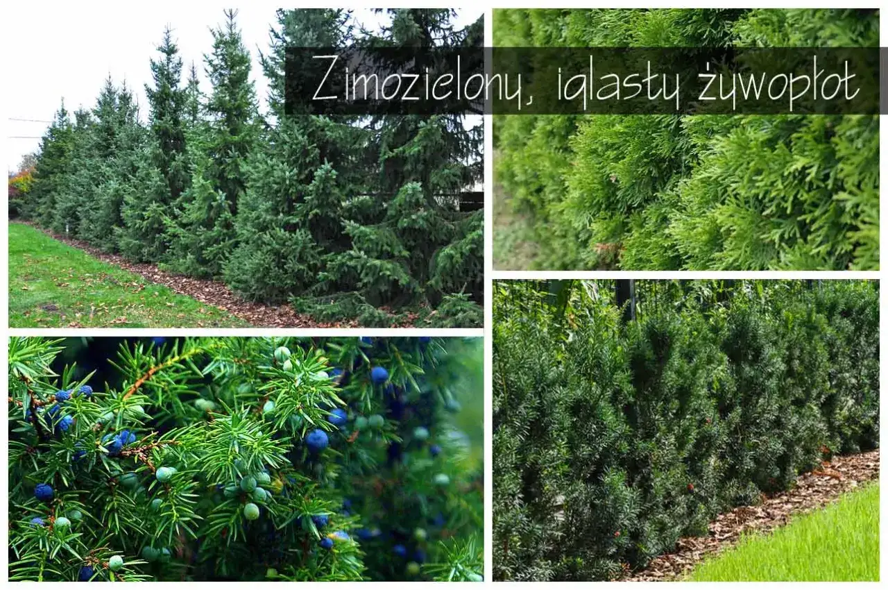 Zimozielony, iglasty żywopłot z tuj, cisów i jałowców z niebieskimi jagodami.