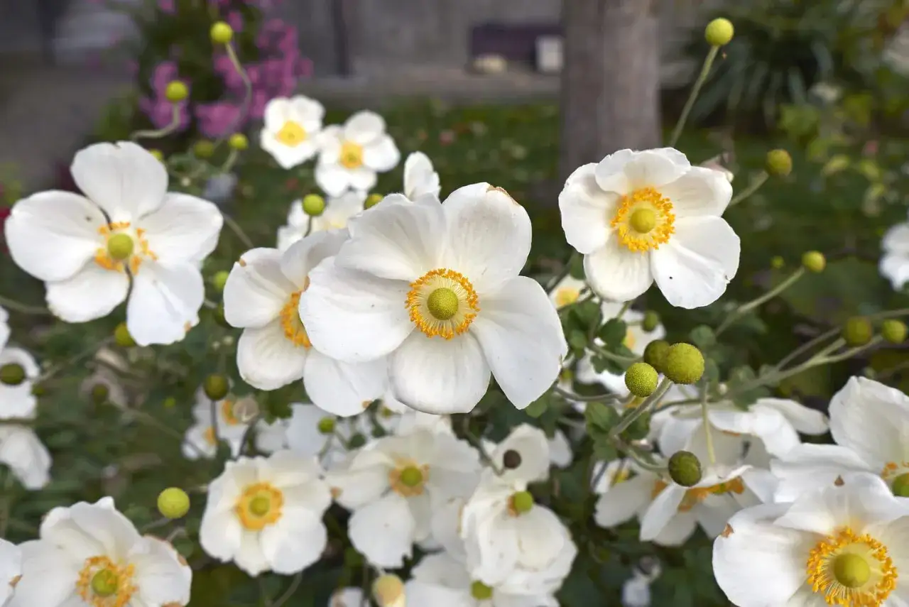 Un bouquet d'an&eacute;mones du Japon aux p&eacute;tales blancs et au c&oelig;ur jaune &eacute;clatant, &eacute;panouies dans un jardin verdoyant.