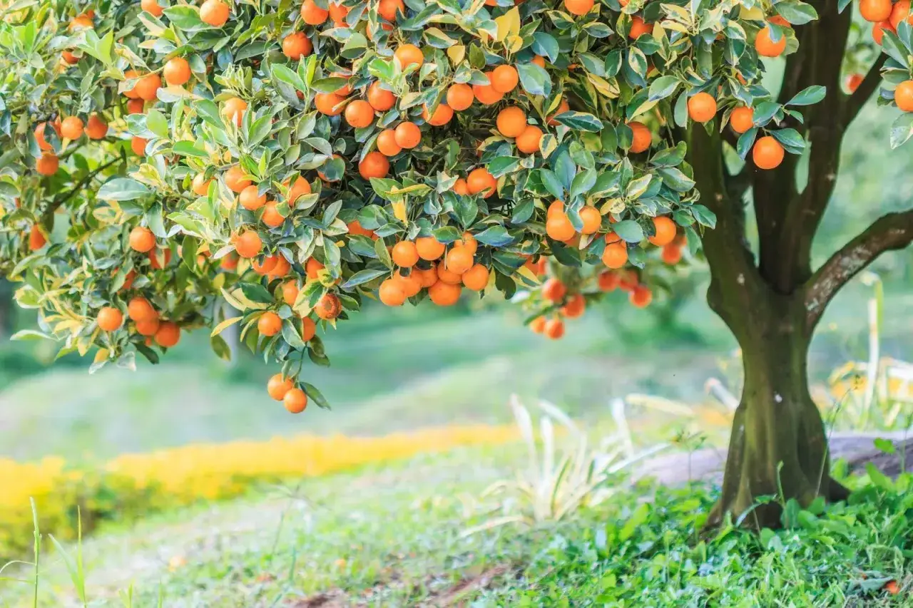 Un citronnier 4 saisons porte ses fruits, des petites oranges rondes et brillantes, sous un feuillage vert et jaune.