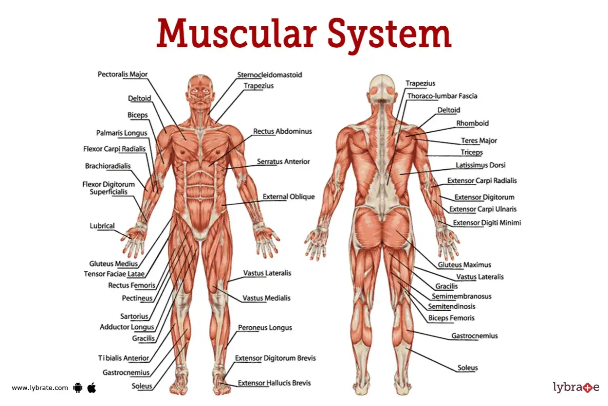 Anatomia układu mięśniowego człowieka, z zaznaczonymi mięśniami. Ilustracja pomocna w zrozumieniu przyczyn miopatii.