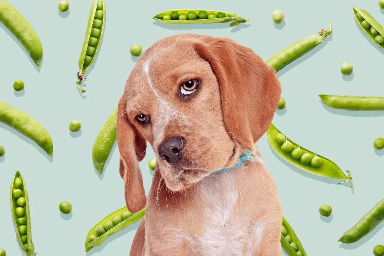 Cachorro curioso rodeado de guisantes, aprendiendo que los perros pueden comer guisantes.
