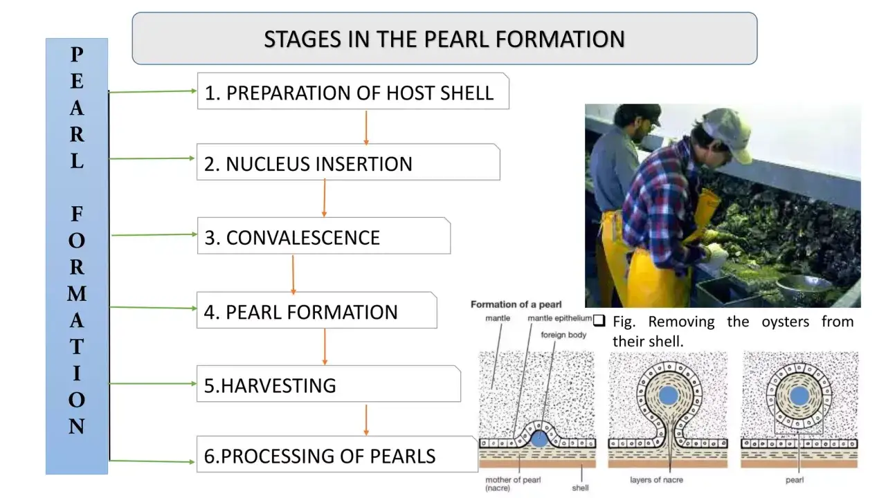 Diagrama de etapas de formación de perlas. Muestra cuánto tarda una ostra en hacer una perla, desde la preparación hasta el procesamiento.