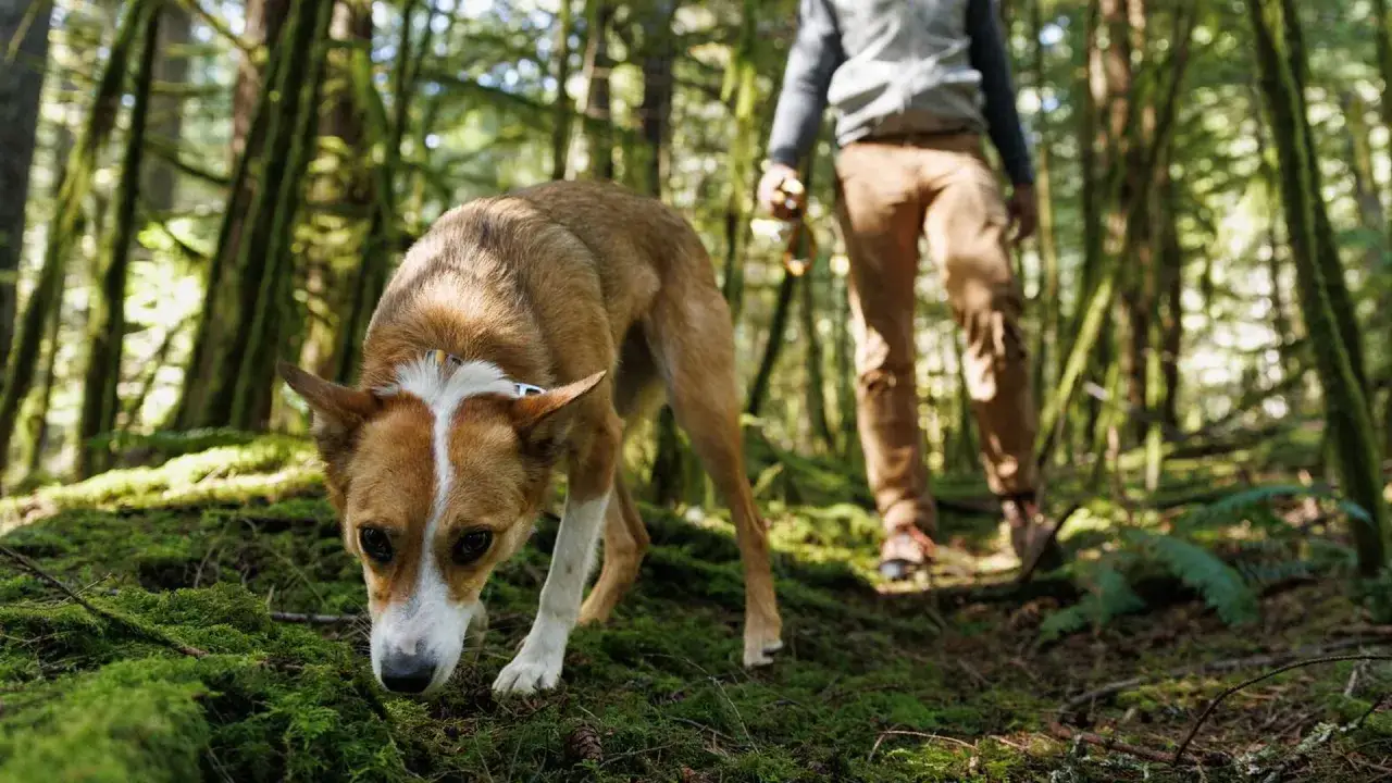 Un chien explore la forêt, sa promenade est un moment précieux malgré son arthrose.