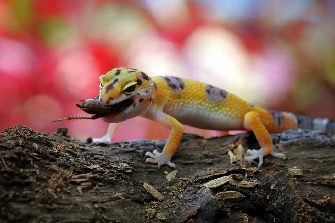 Un gecko leopardo, mostrando qu&eacute; comen los geckos, muerde un insecto en un tronco.