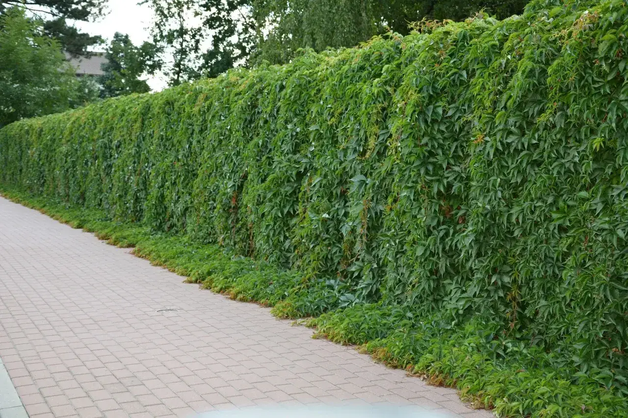 Gęsta zieleń winobluszczu idealnie ukrywa mur w ogrodzie, tworząc naturalną barierę. Ścieżka z kostki brukowej prowadzi wzdłuż tej żywej ściany.