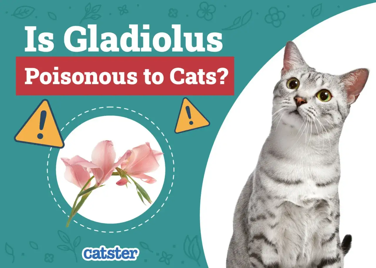 Is gladiolus poisonous to cats? A concerned cat looks at pink gladiolus flowers, with warning signs.