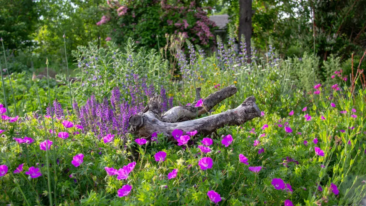 Ein &uuml;ppiger Garten mit pflegeleichten Pflanzen, die wenig Wasser ben&ouml;tigen. Lila Lupinen und pinke Storchschn&auml;bel bl&uuml;hen vor einem alten Baumstamm.