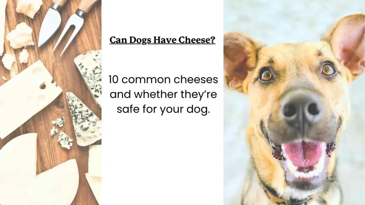 Un perro sonriente mira a la c&aacute;mara, mientras que a la izquierda hay varios quesos. &iquest;Los perros pueden comer queso? Descubre qu&eacute; quesos son seguros.
