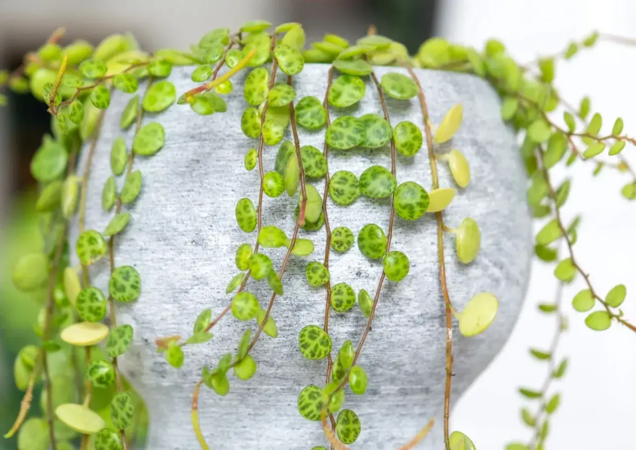 Peperomia prostrata, zwana też rośliną żółwie, z wiszącymi pędami i okrągłymi liśćmi przypominającymi skorupę żółwia, w szarej doniczce.