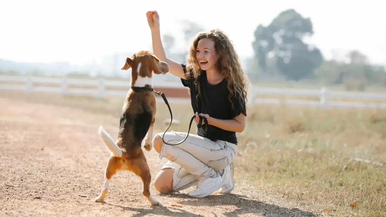 Joven sonriente enseña a su beagle a saltar, un momento clave en como adiestrar a un cachorro.