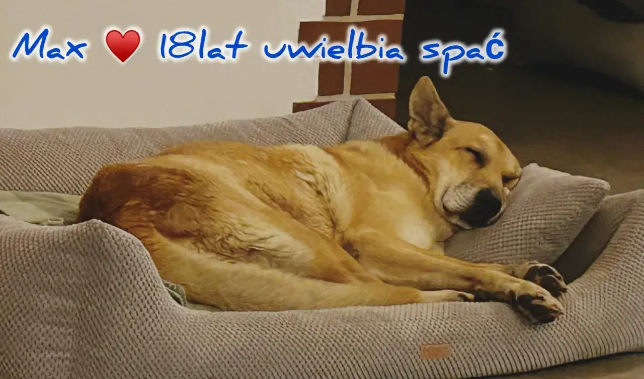 Max, 18-letni pies, śpi głęboko na swojej wygodnej kanapie.