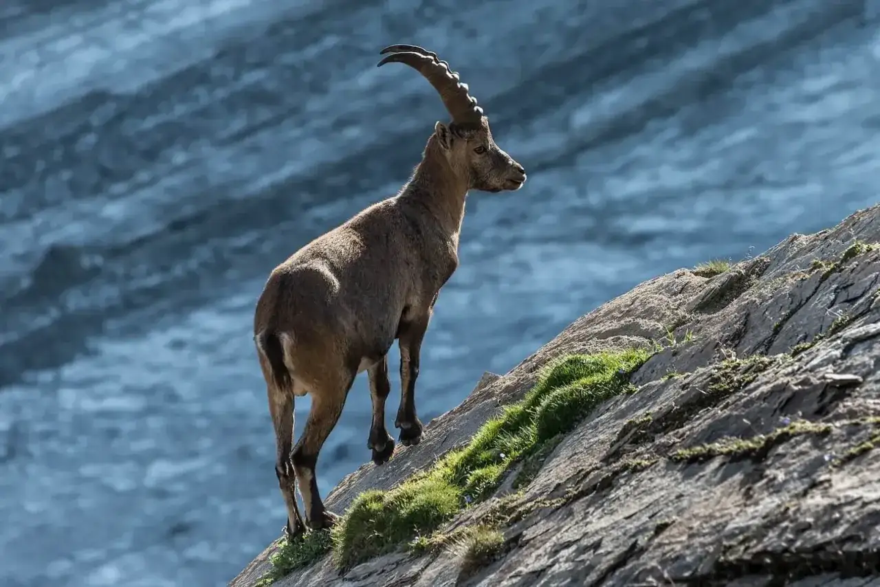 Ein majest&auml;tisches Steinbock-Tier steht auf einem felsigen Hang mit Blick auf eine eisblaue Berglandschaft.