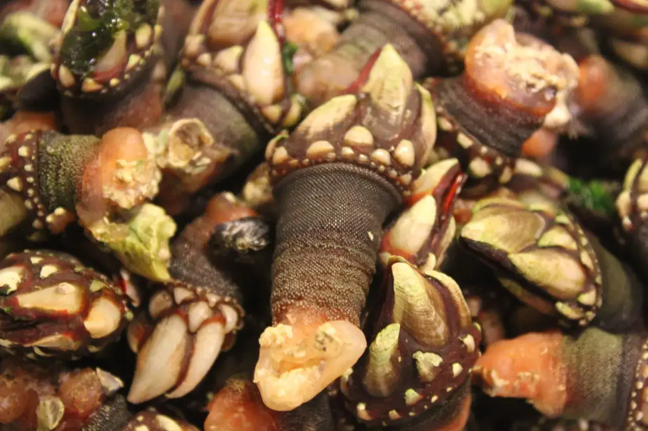 Un primer plano de percebes, un manjar de mariscos gallegos, con sus características escamas y carne rosada.