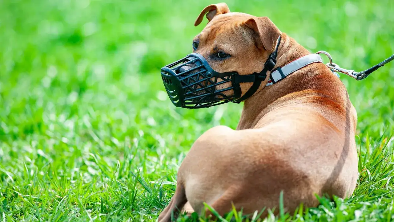 Un perro de raza fuerte, con bozal, descansa en la hierba. A veces, incluso los perros m&aacute;s amigables necesitan precauciones, especialmente si se les considera perros peligrosos.