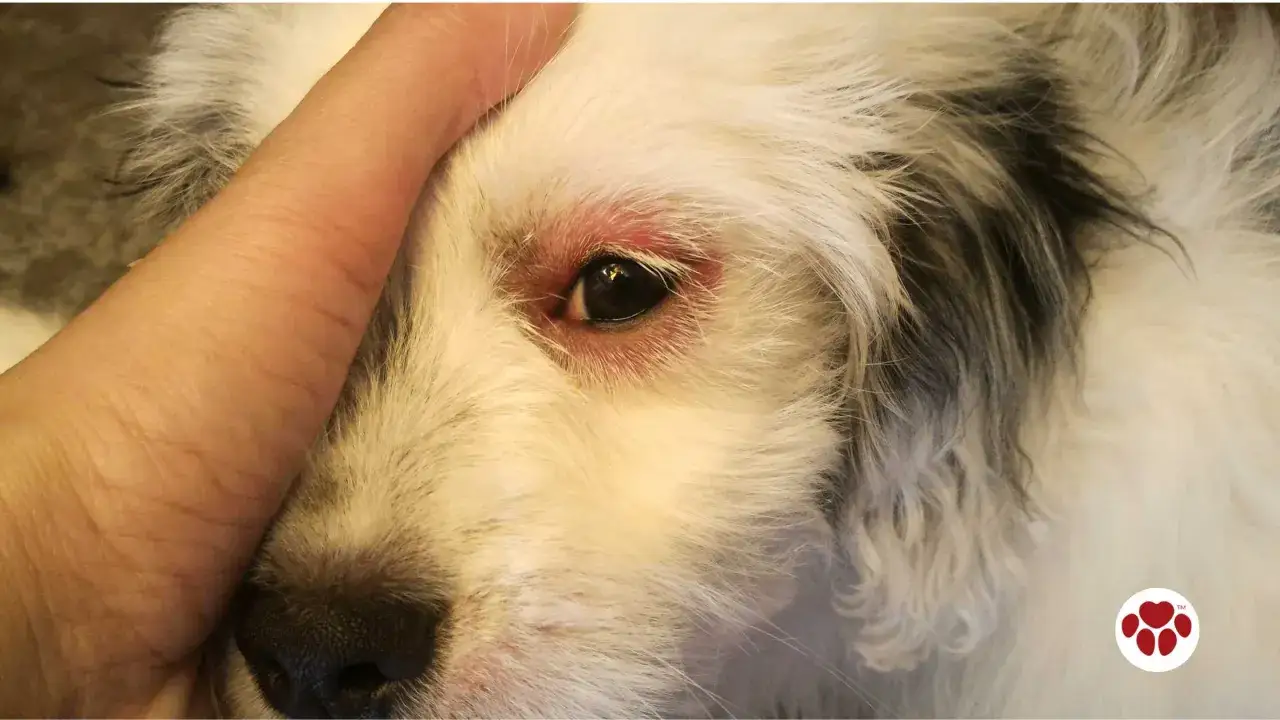 Close-up of a dog's eye with redness and discharge, prompting the question, 