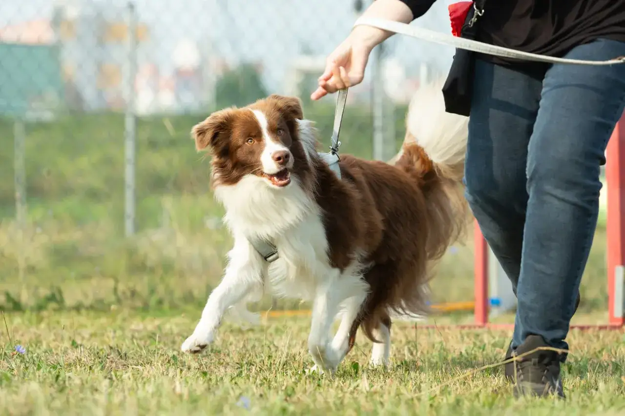 Un perro border collie marr&oacute;n y blanco corre en un campo, guiado por una persona. Un et&oacute;logo observar&iacute;a su comportamiento para entender su aprendizaje.