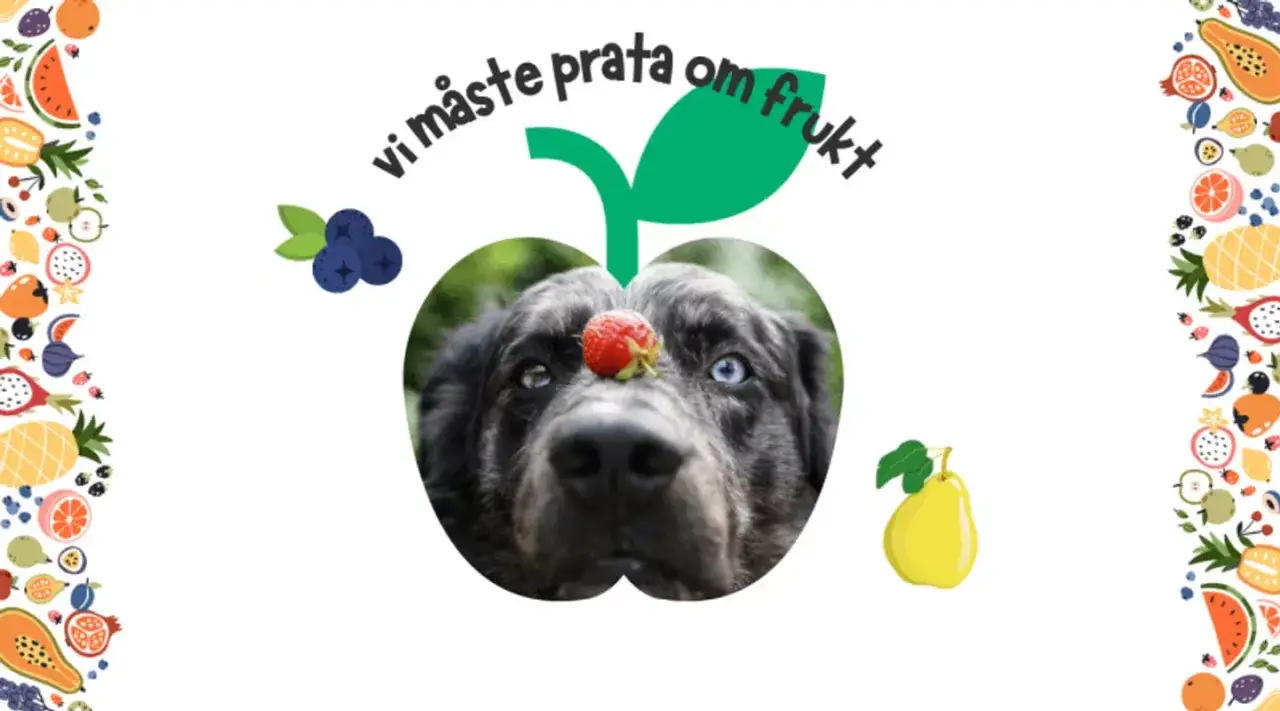 En hund med en jordgubbe på nosen, inramad av frukt. Texten