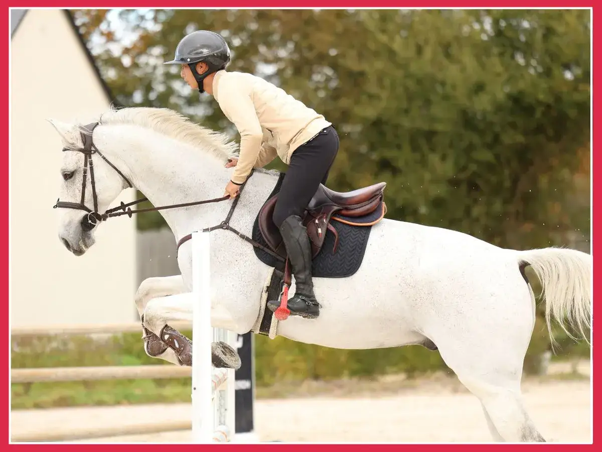 Cavalier et cheval blanc en plein saut d'obstacle, un exercice de musculation pour le cheval.