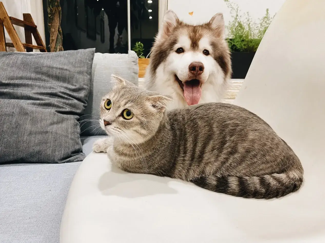 Un gato atigrado mira con curiosidad mientras un perro husky sonr&iacute;e detr&aacute;s. Una escena de perros vs gatos que muestra la amistad.