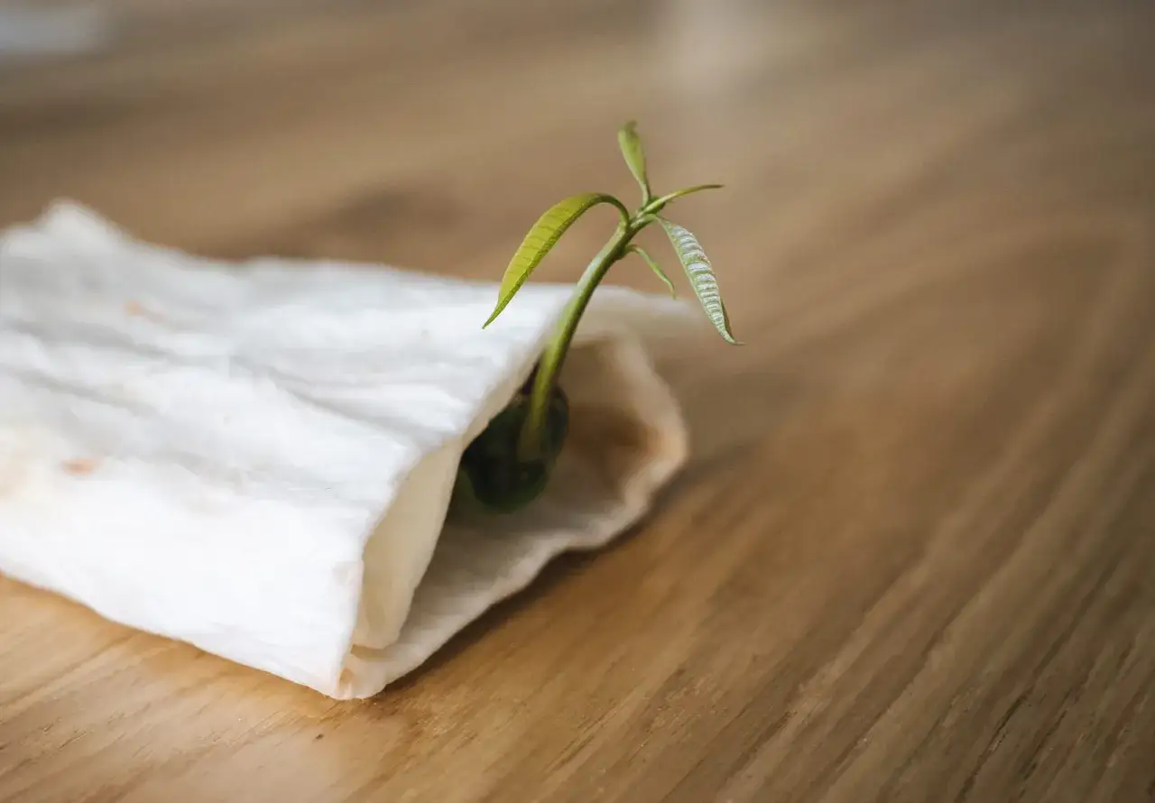 Jeune pousse verte &eacute;mergeant d'un noyau de mangue envelopp&eacute; dans du papier humide, pr&ecirc;t &agrave; &ecirc;tre plant&eacute;.