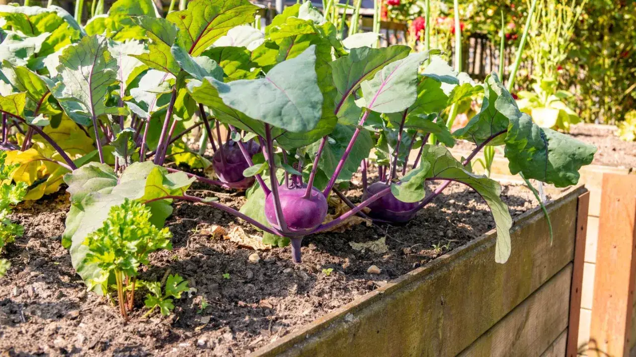 Gute Nachbarn im Gemüsebeet: lila Kohlrabi wachsen neben Petersilie.