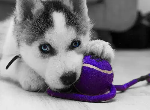 Wyprawka dla szczeniaka husky
