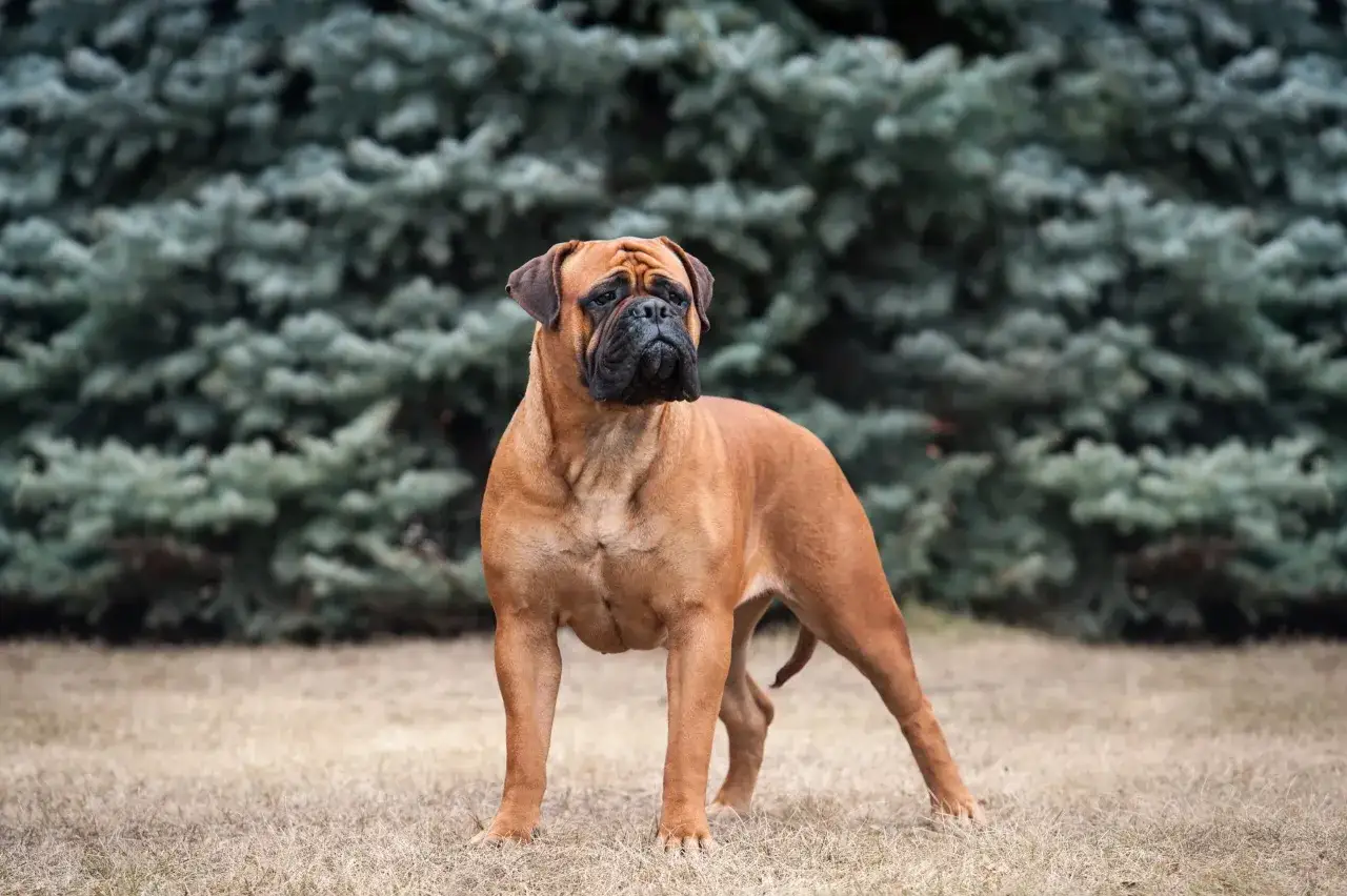 Ein stattlicher Bullmastiff steht auf trockenem Gras vor einem dichten Nadelbaum.