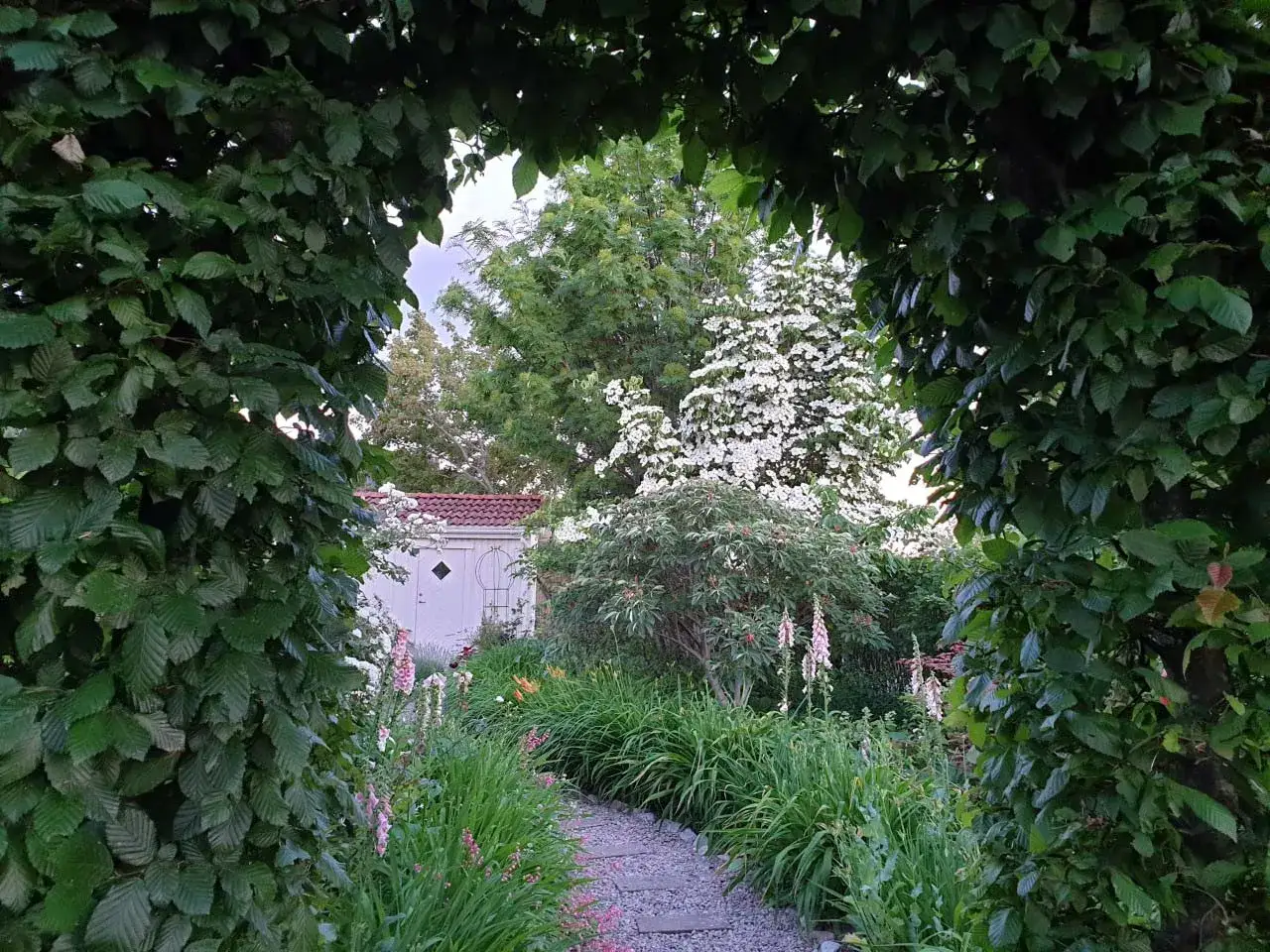 En vacker tr&auml;dg&aring;rd med en grusg&aring;ng kantad av blommor. I bakgrunden syns en vit byggnad och en magnifik koreansk blomsterkornell i full blom.